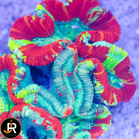 Trachyphyllia Geoffroyi
