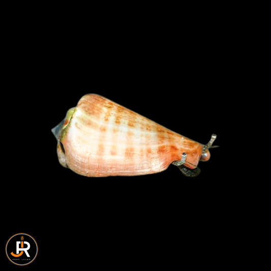 Strombus luhuanus
