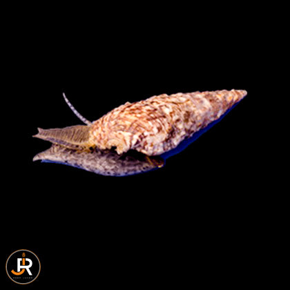 Cerithium litteratum