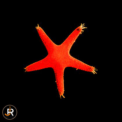 Fromia linckia Red