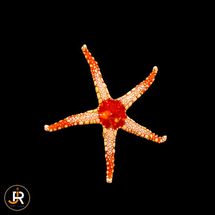 Fromia monilis