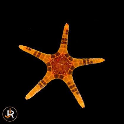 Iconaster longimanus