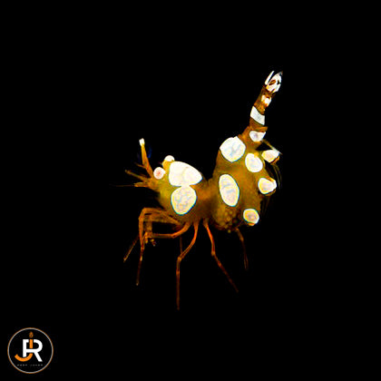 Thor amboinensis