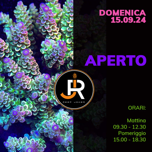 Domenica 15.09.24 Aperto