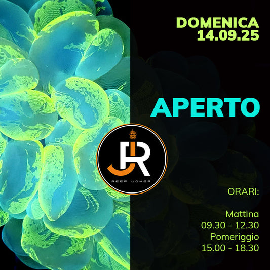 Domenica 14.09.25 Aperto