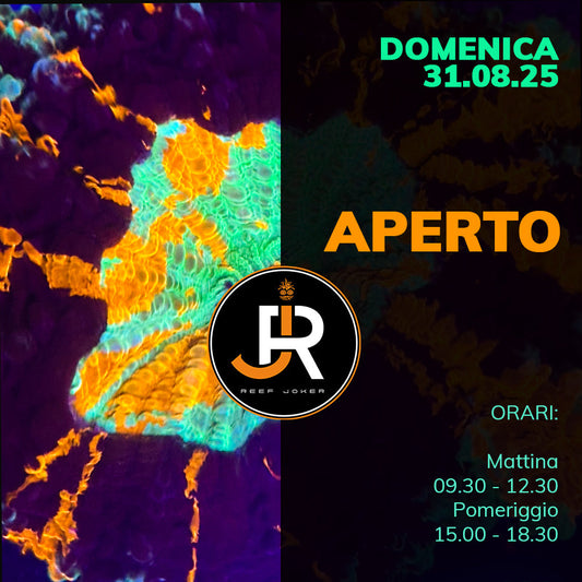 Domenica 31.08.25 Aperto