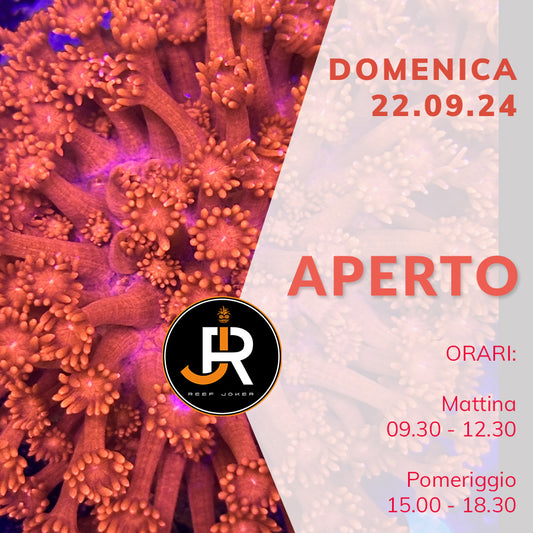 Domenica 22.09.24 Aperto