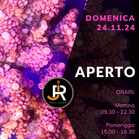 Domenica 24.11.24 Aperto