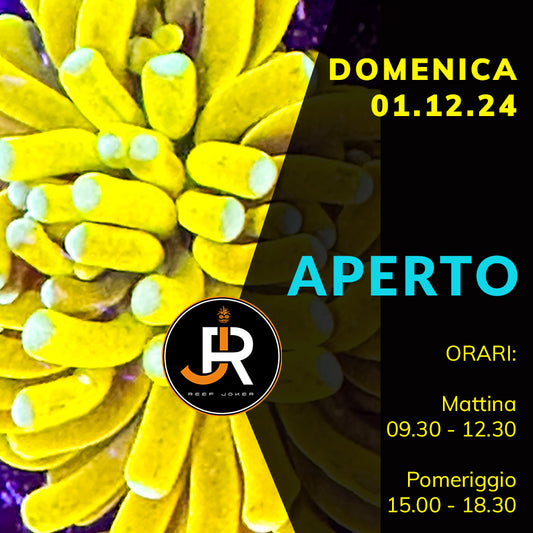 Domenica 01.12.24 Aperto