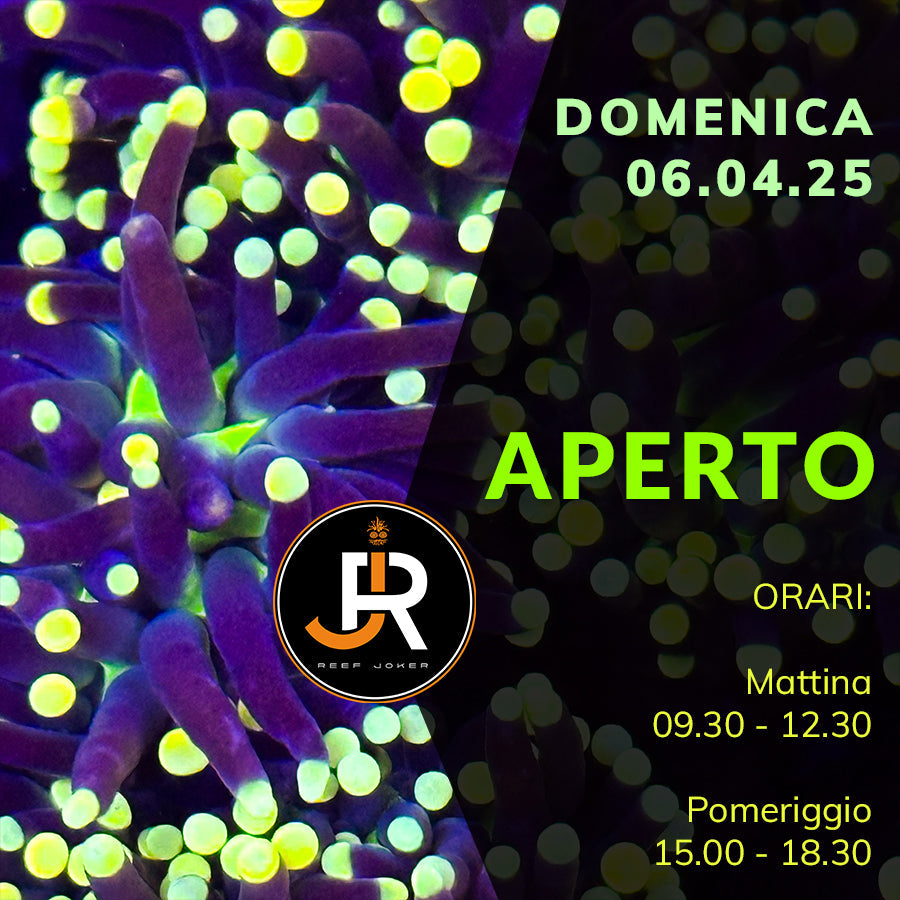 Domenica 06.04.25 Aperto