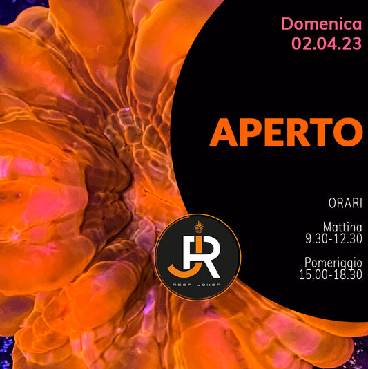 Domenica 02.04.23 Aperto