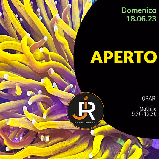 Domenica 18.06.23 Aperto