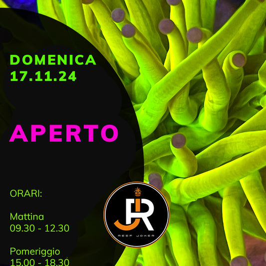 Domenica 17.11.24 Aperto