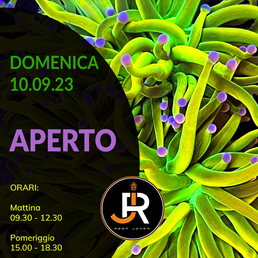 Domenica 10.09.23 Aperto