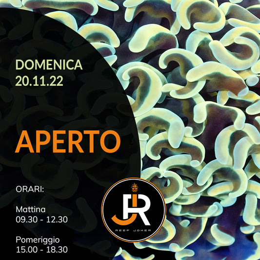 Domenica 20.11.22 Aperto