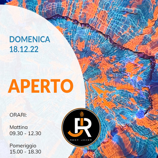 Domenica 18.12.22 Aperto