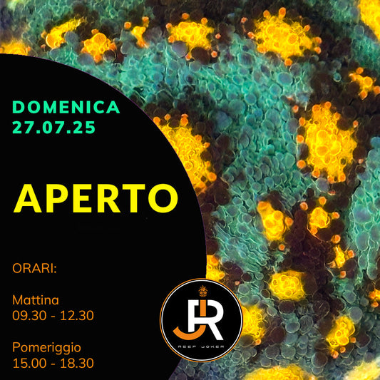 Domenica 27.07.25 Aperto
