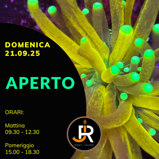 Domenica 21.09.25 Aperto