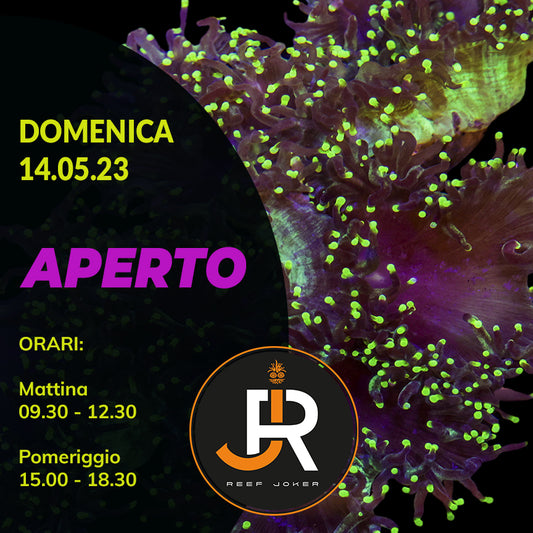Domenica 14.05.23 Aperto