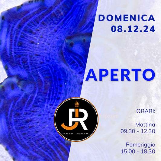 Domenica 08.12.24 Aperto