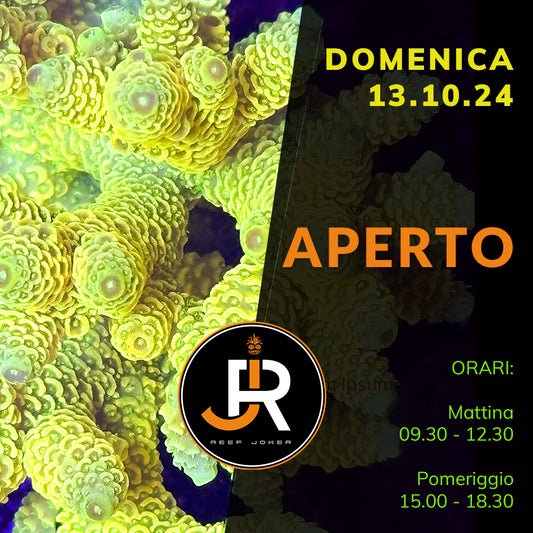 Domenica 13.10.24 Aperto