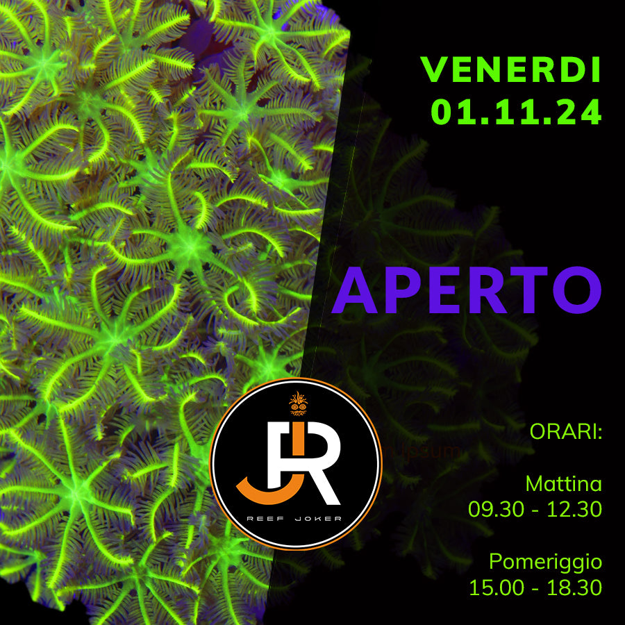 Venerdì 01.11.24 Aperto