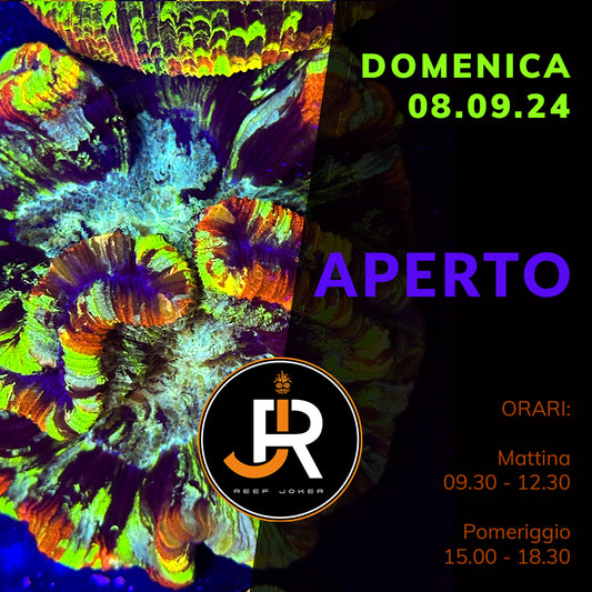 Domenica 08.09.24 Aperto