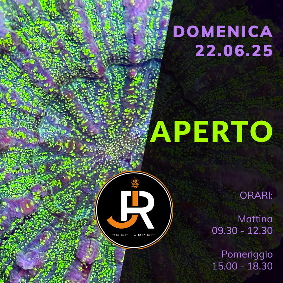 Domenica 22.06.25 Aperto