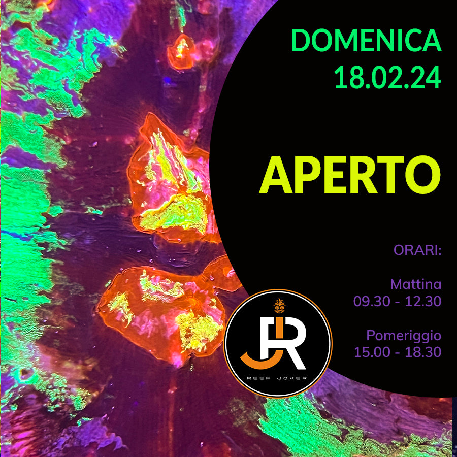 Domenica 18.02.24 Aperto