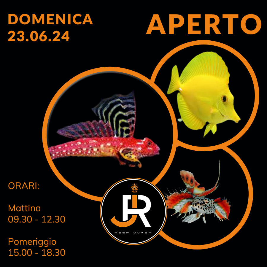 Domenica 23.06.24 Aperto