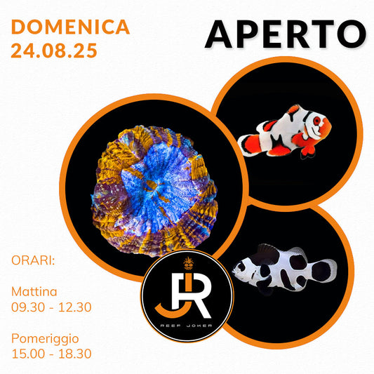 Domenica 24.08.25 Aperto