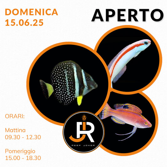 Domenica 15.06.25 Aperto