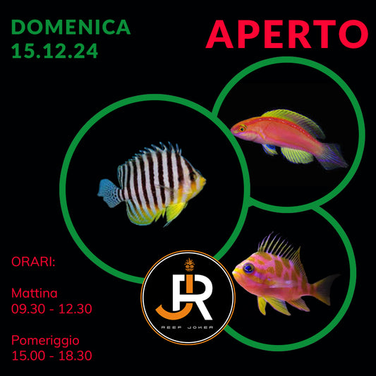 Domenica 15.12.24 Aperto