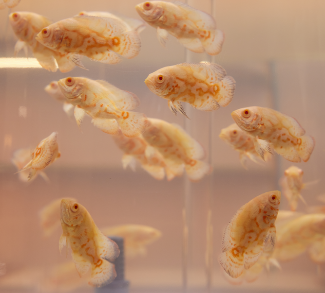 Milano Fashion Week - Allestimento per Gianvito Rossi