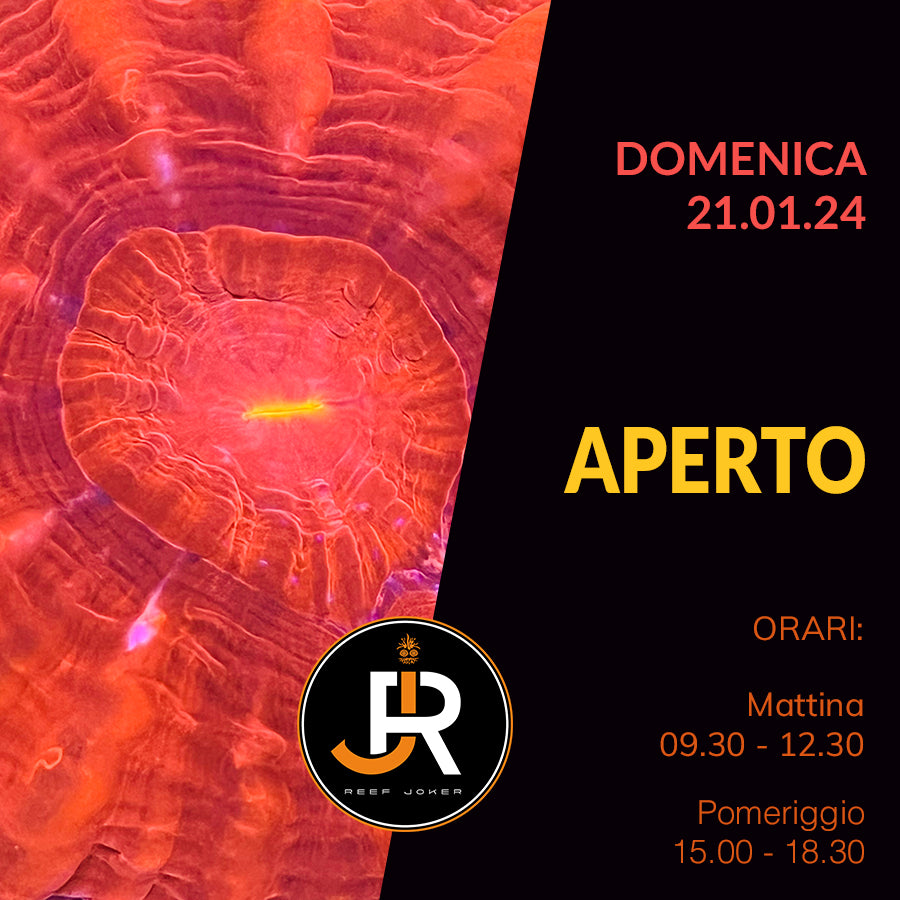 Domenica 21.01.24 Aperto