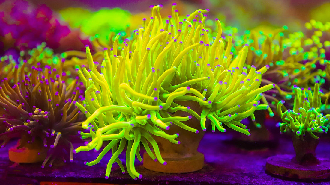 Euphyllia Glabrescens