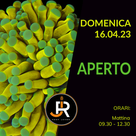 Domenica 16.04.23 Aperto