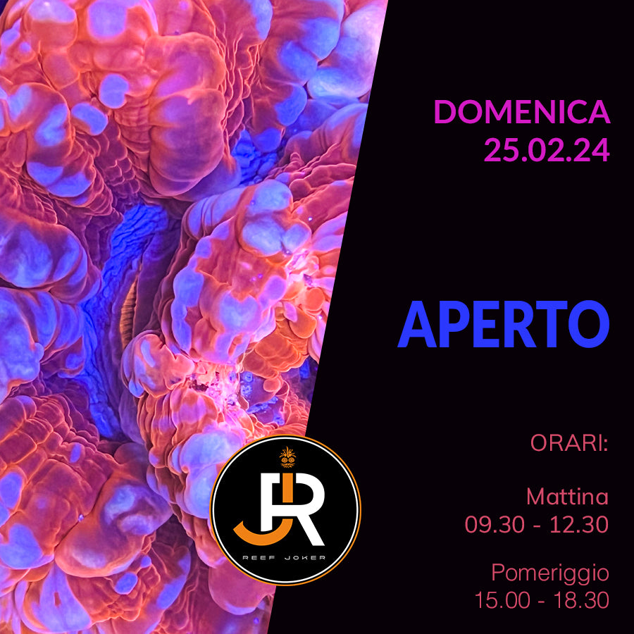 Domenica 25.02.24 Aperto