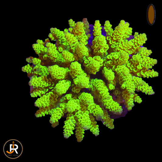 Acropora Sp