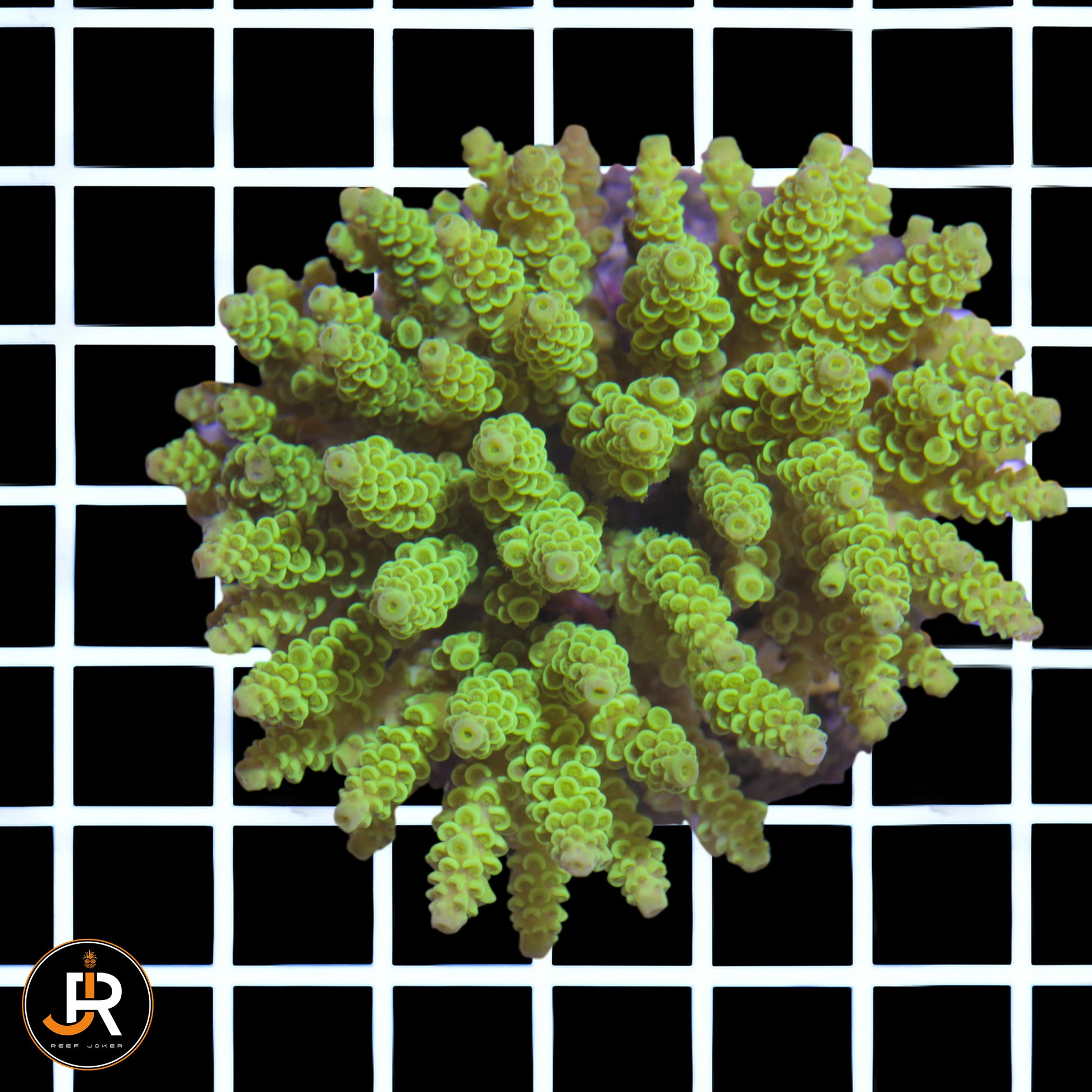 Acropora Sp