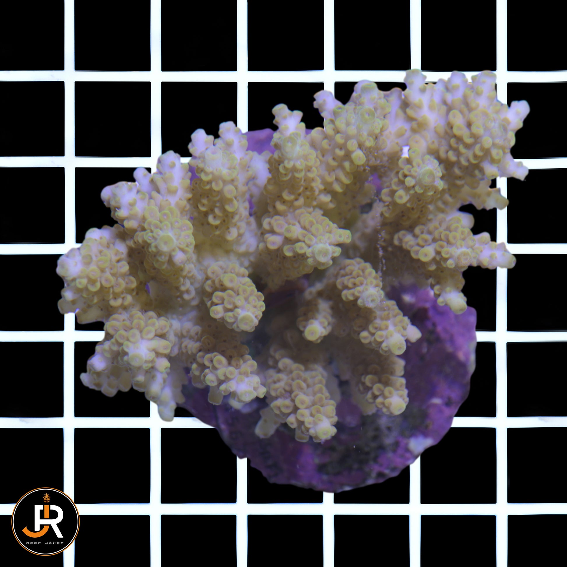 Acropora Sp