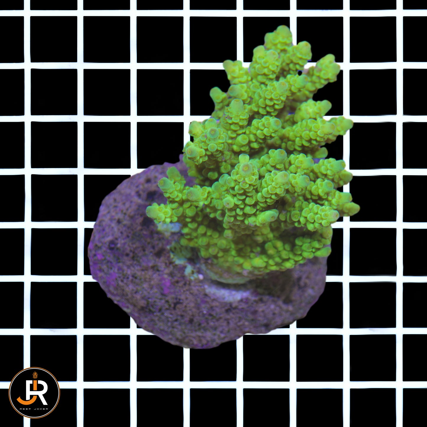 Acropora Sp