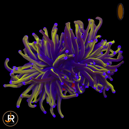 Euphyllia glabrescens