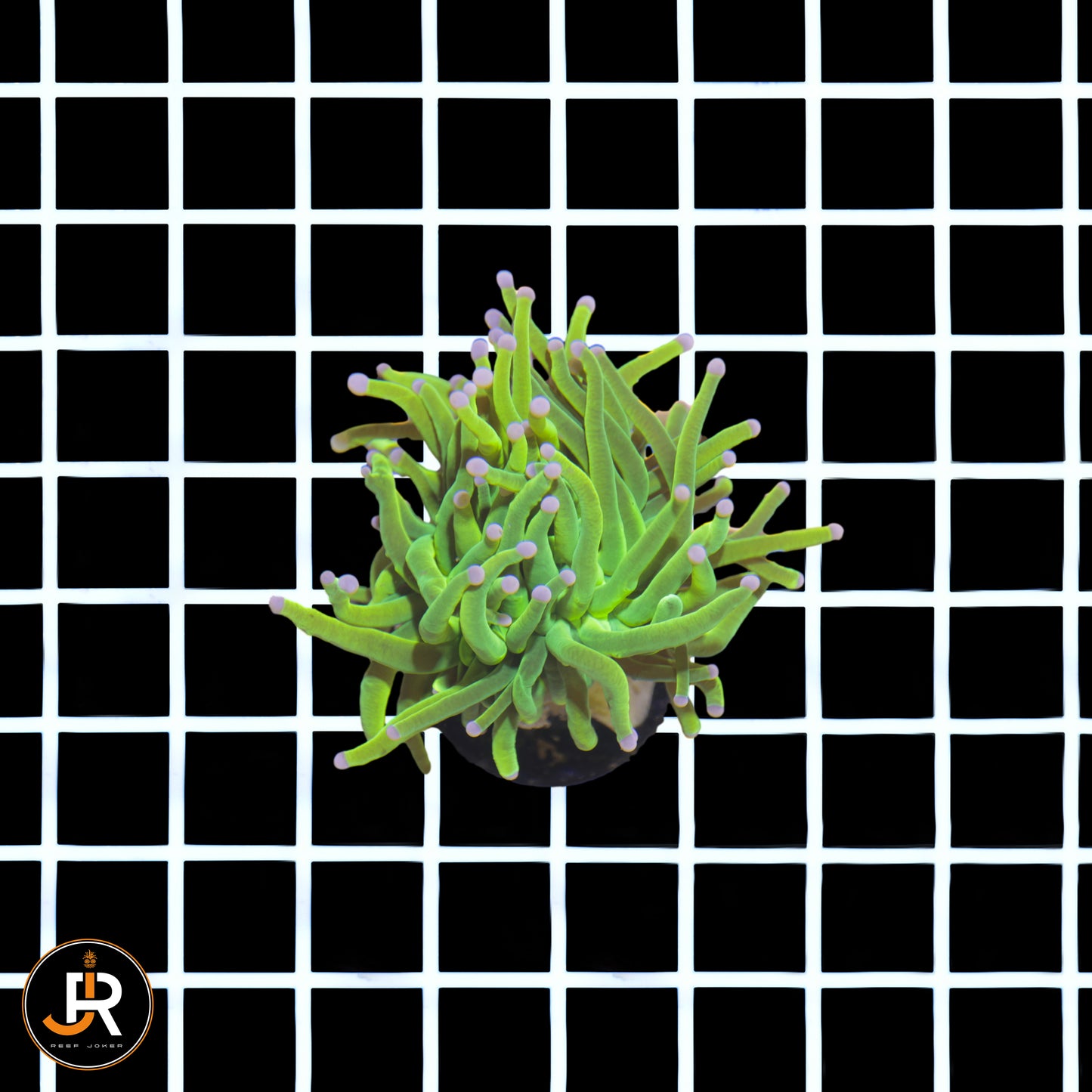 Euphyllia glabrescens Holy Grail