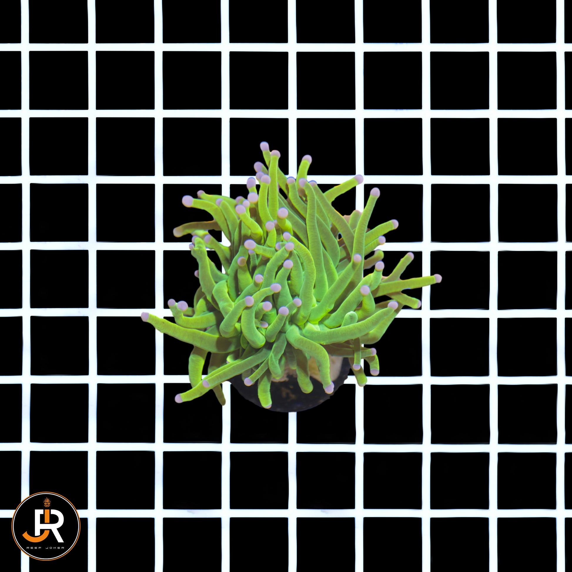 Euphyllia glabrescens Holy Grail