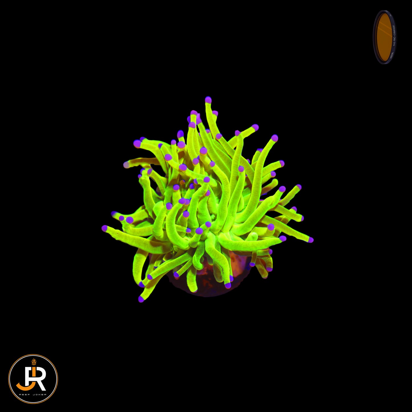 Euphyllia glabrescens Holy Grail