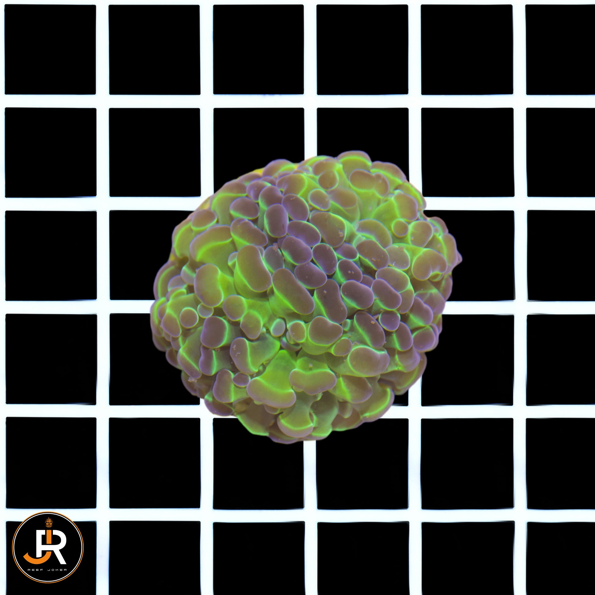 Euphyllia paraancora Hologram