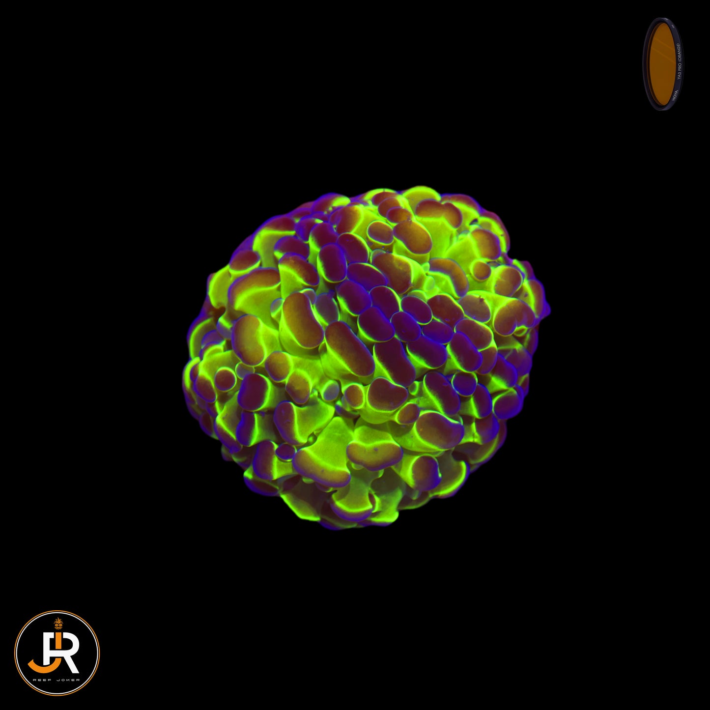 Euphyllia paraancora Hologram