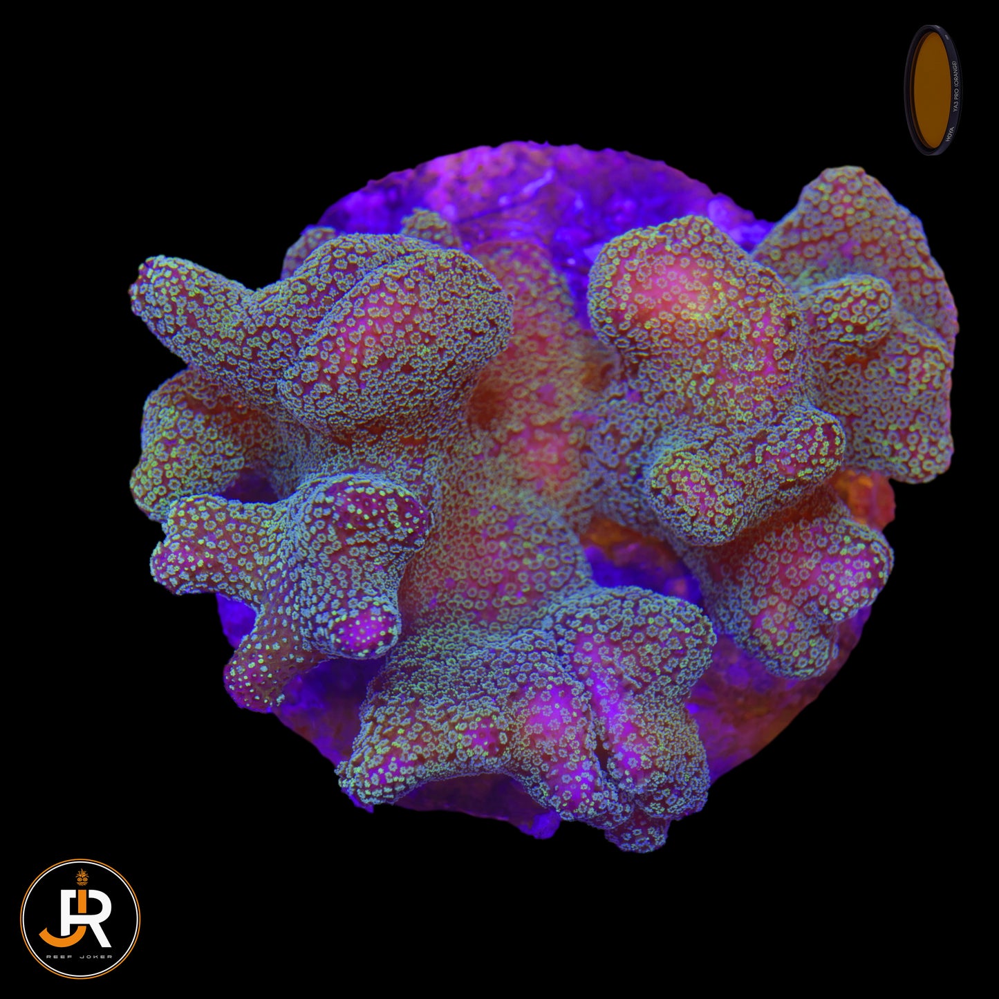 Stylopora sp.