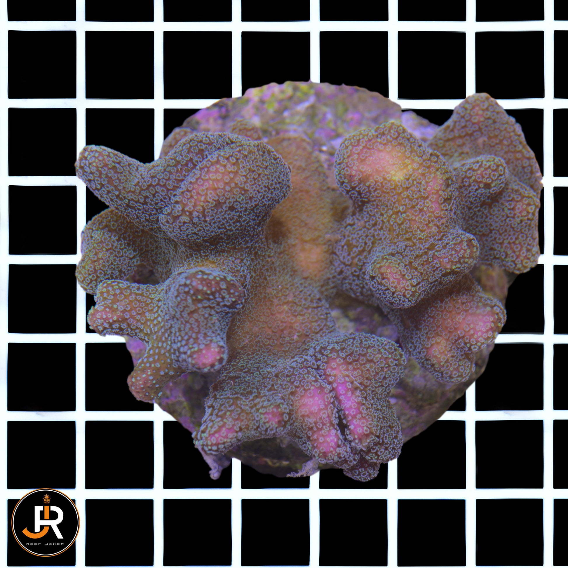 Stylopora sp.